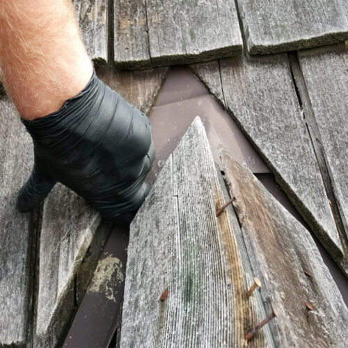 Wild Animal Damage Repair